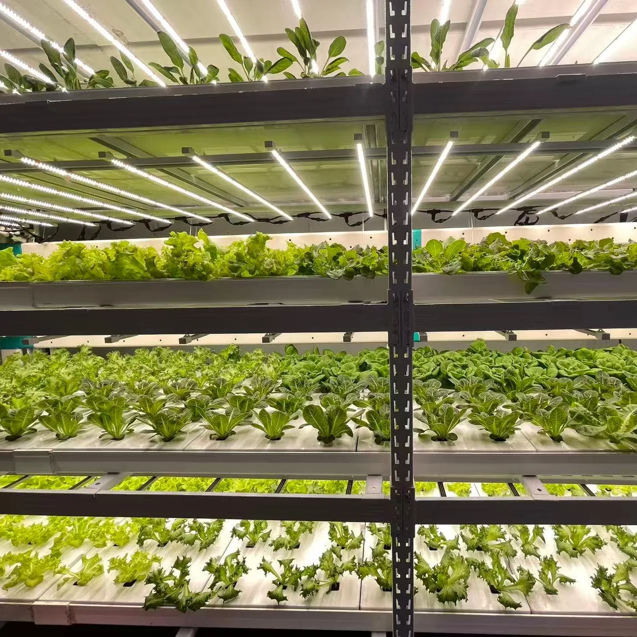 Automated Hydroponic Container Garden - Low Water Usage Leafy Greens Cultivation