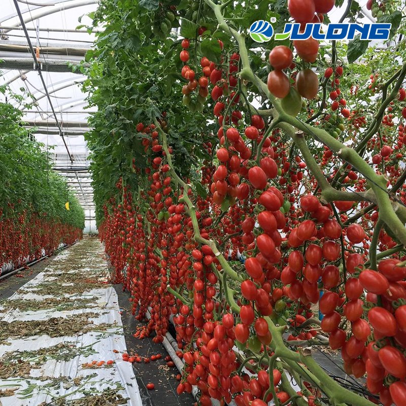 Turnkey Project Agricultural Multi Span Film/Polycarbonate/Glass Steel Structure Greenhouse with Hydroponics Irrigation System Used Tomato/Lettuce/Strawberry