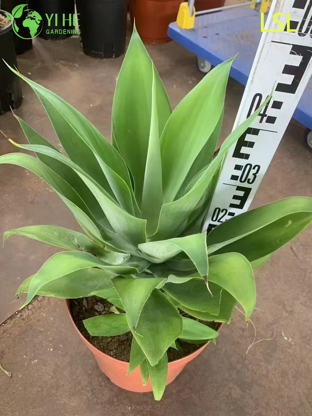 Large Variegated Agave Live Plant for Outdoor Landscape Decor Bonsai