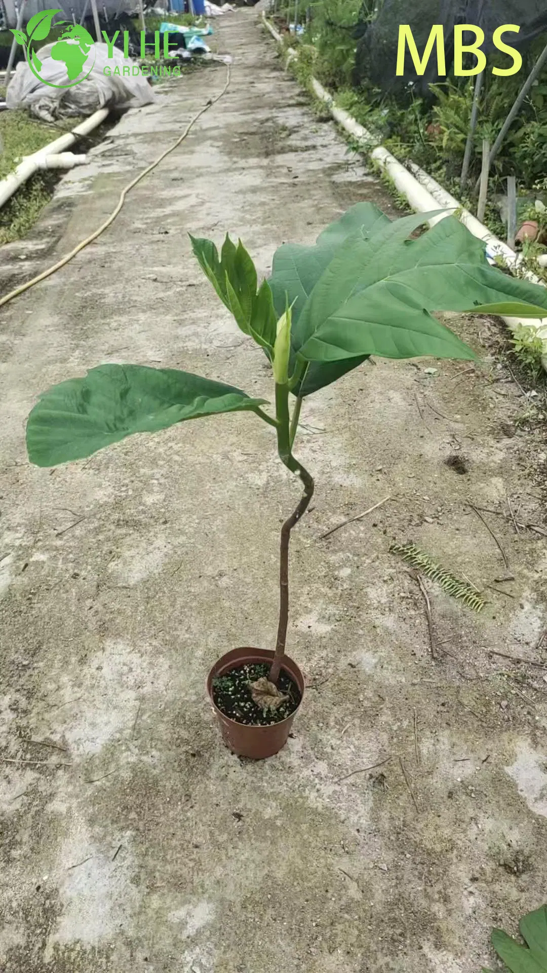 Wholesale Live Breadfruit Tree Artocarpus Edible Tropical Plant Bonsai