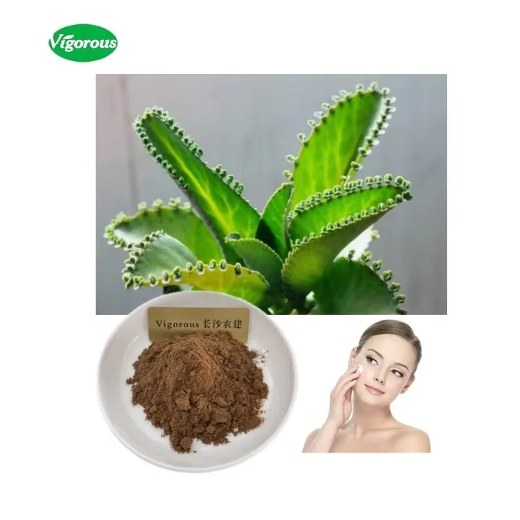 Kalanchoe Pinnata Extract