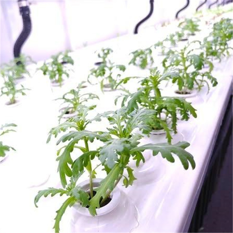 Wheat Grass Planting Container Farm Hydroponics