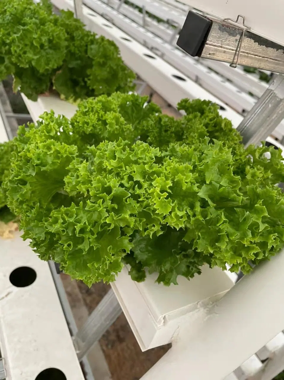 100X50mm Nft Hydroponics PVC Channel for Hydroponic Growing System