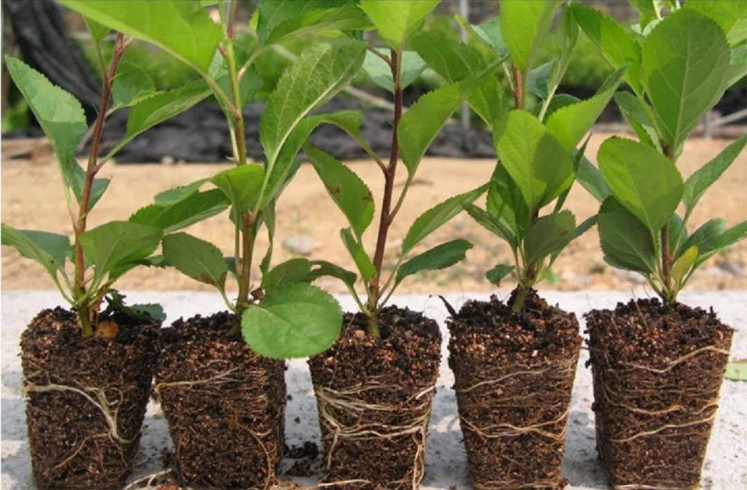 Prunus Pseudocerasus Seedling Cherry Fruit Wholesale Nursery Fruit Seedling