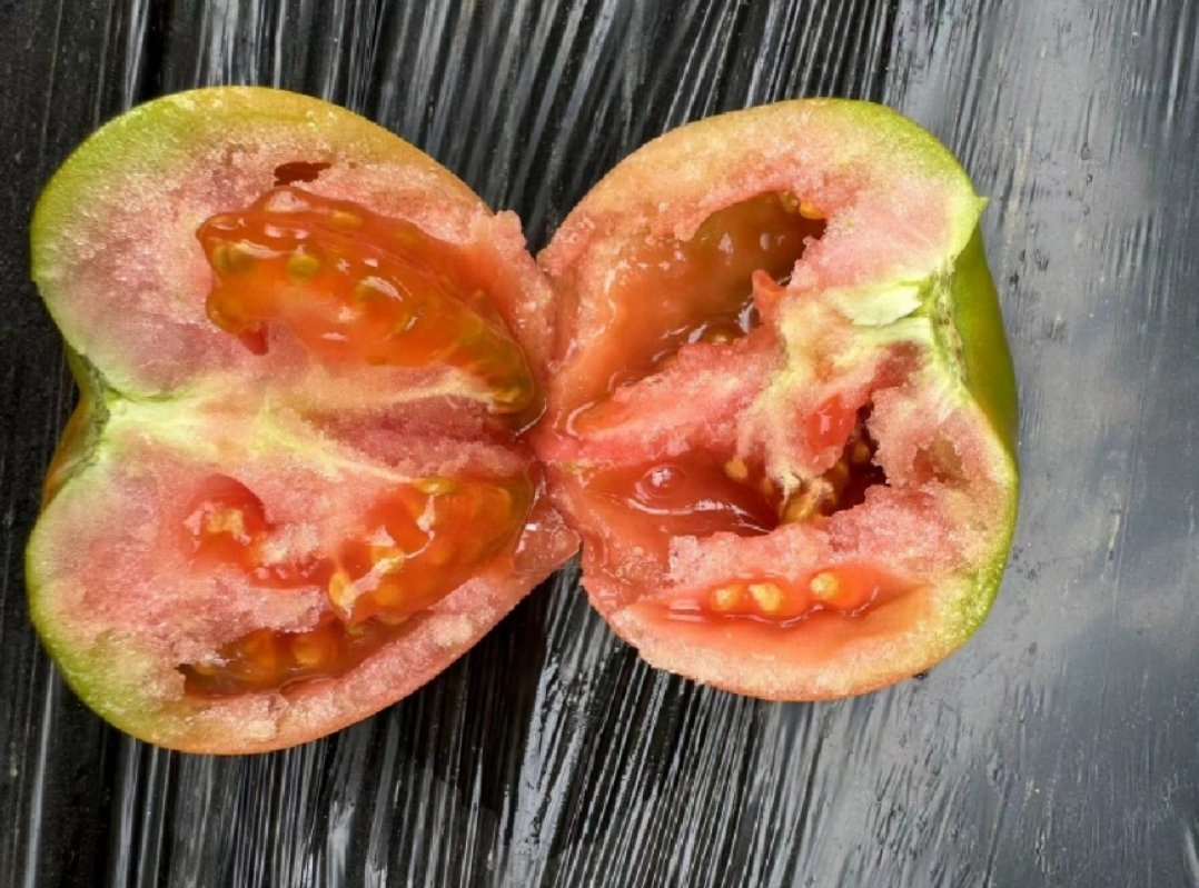 Delicious Red Tomato Live Leeds Green Plants