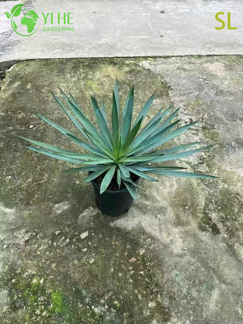 Wholesale Architectural Yucca Live Rosette Landscaping Plant Bonsai