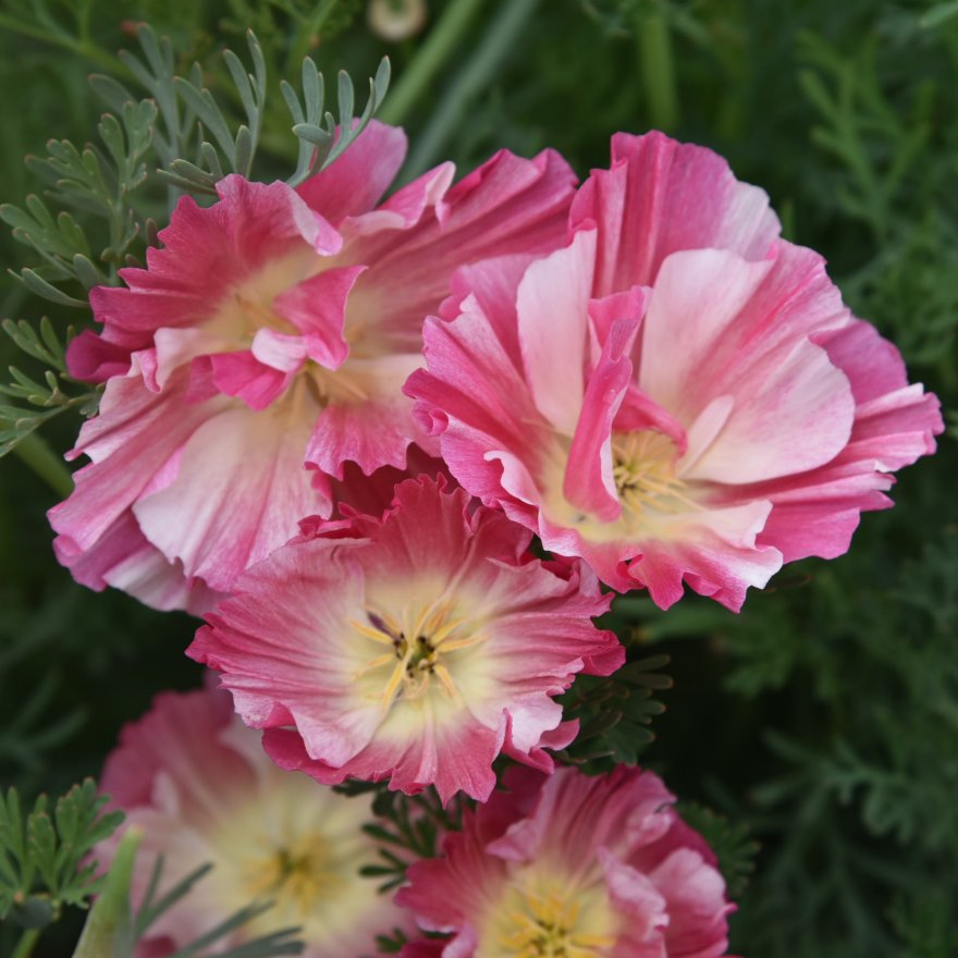 Naturix Wholesale Double Mix Color California Poppy Flower Seeds