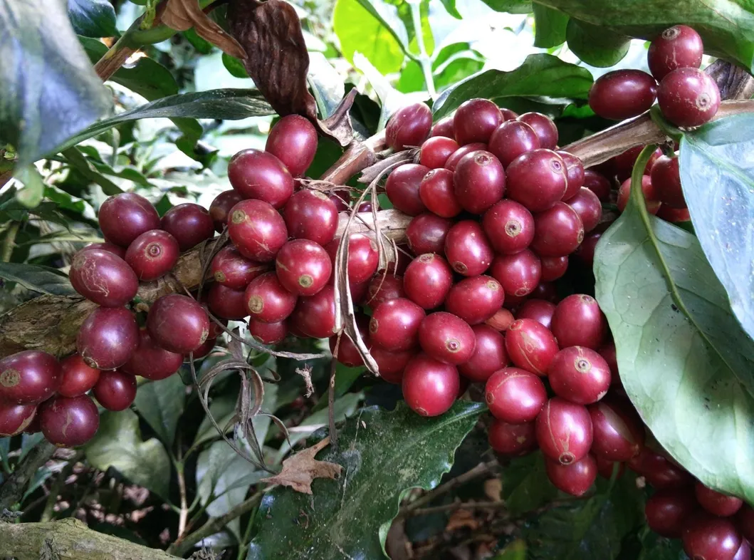 Organic Fertilizer Production