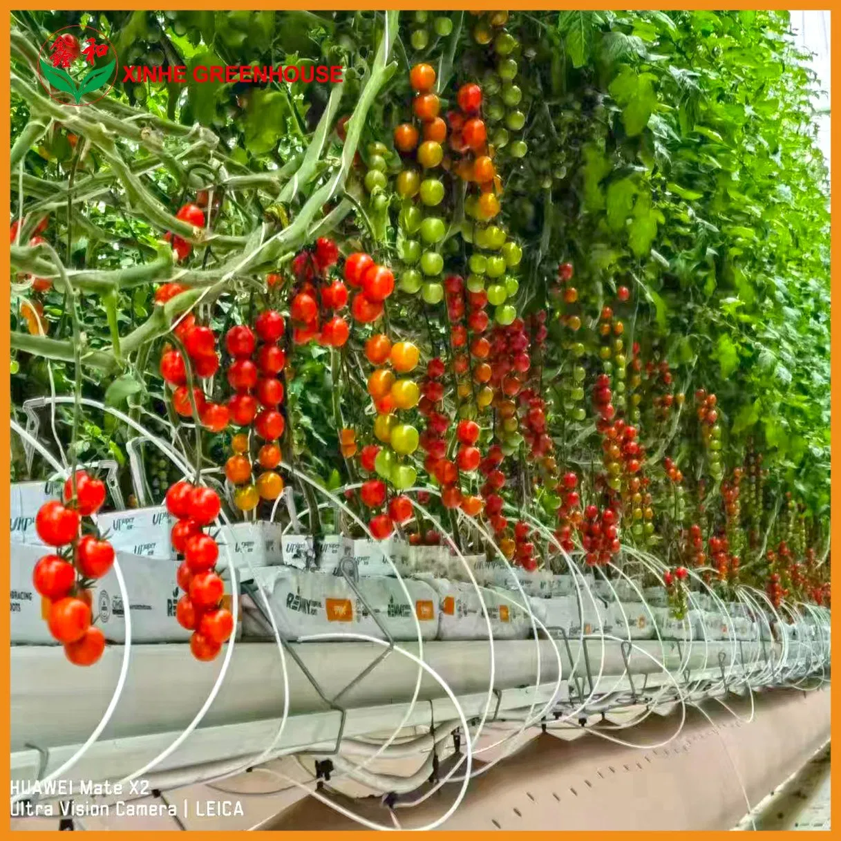 Multi-Span Agricultural/Commercial /Po/PE Film/Plastic Greenhouse Green House for Tomatoes/Cucumber/Peppers/Strawberry with Hydroponic System/Drip Irrigation