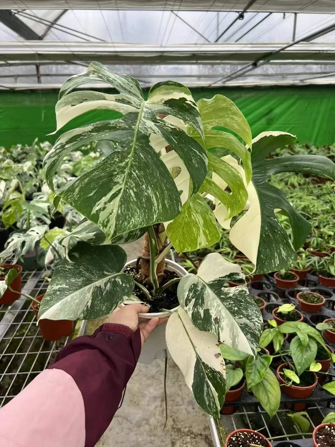 Rare Plants Monstera Albo White Variegated Half Moon Monstera Deliciosa Variegata