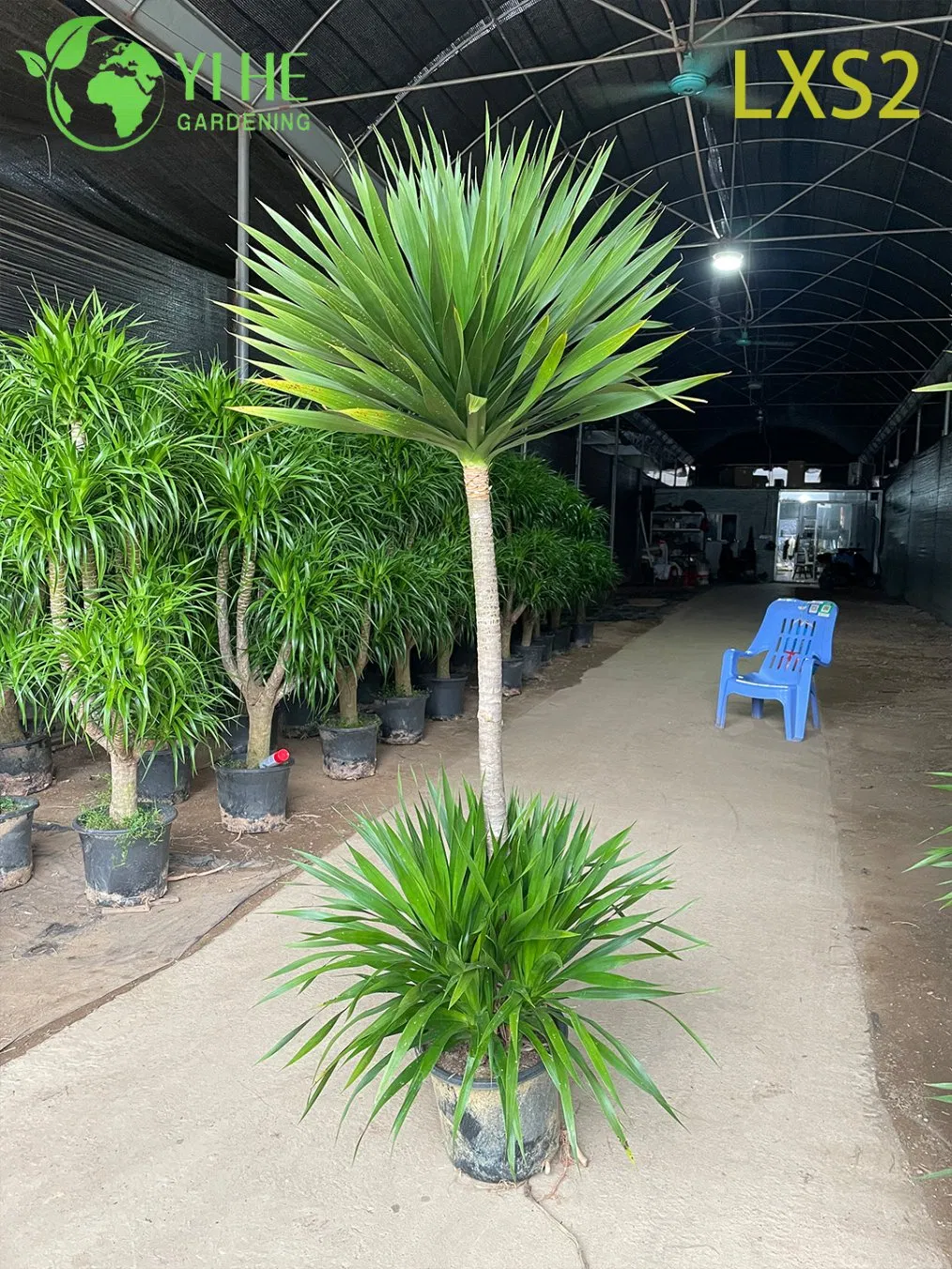 Wholesale Multi-Stem Dracaena Draco Plants for Indoor &amp; Outdoor Decor Bonsai