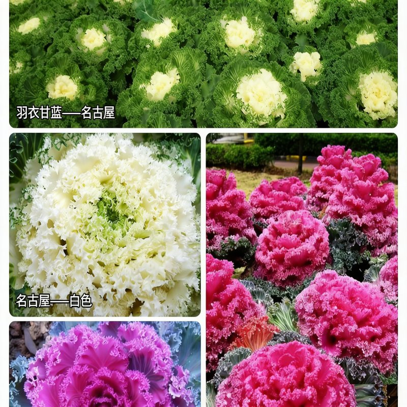 Kale Seeds Brassica Oleracea Var. Acephala Seeds Flower Seeds Ornamental Edibles