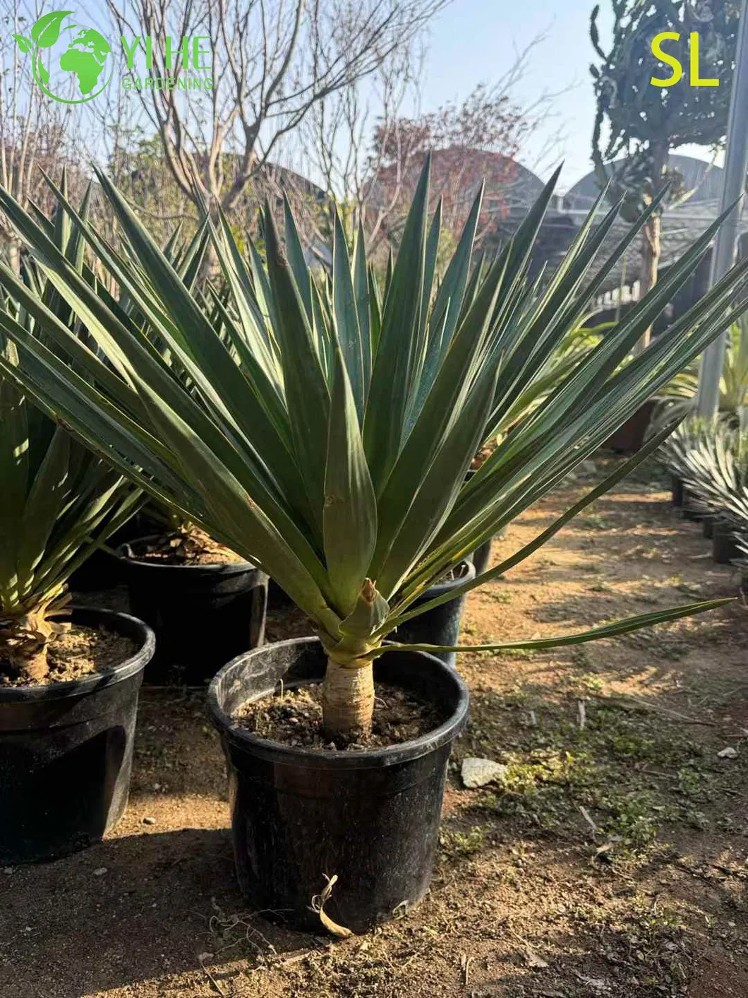 Yucca Live Rosette 2