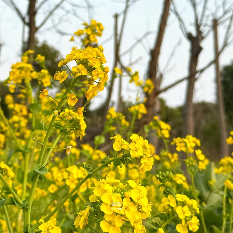 Brassica Capestris Seeds Ornamental Edible Rapeseed Seeds Cold Drought Tolerant