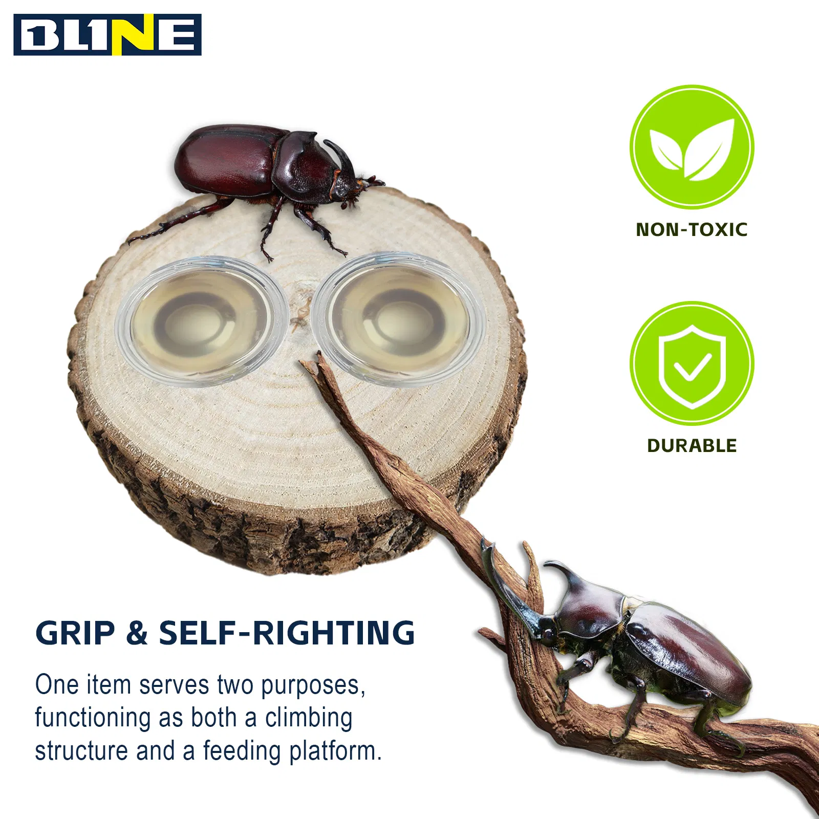 Natural Beetle Breeding Wood Safe for Terrarium Habitat Use