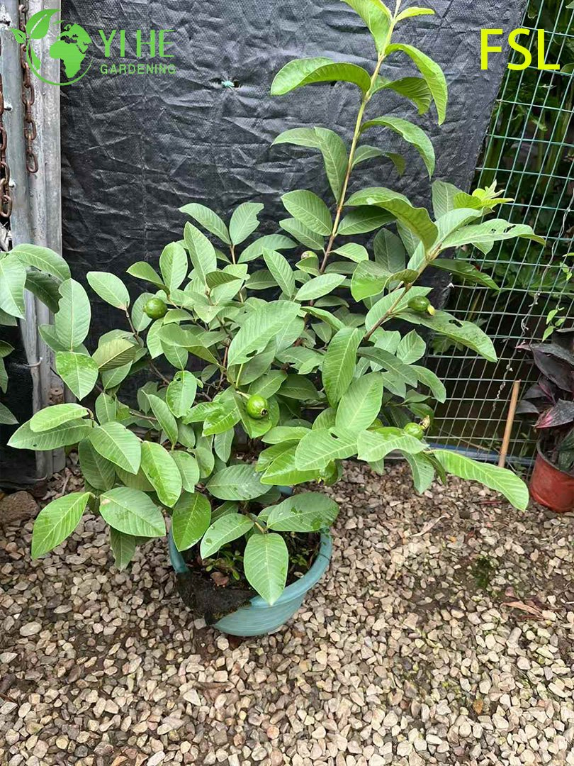 Fresh Tropical Psidium Guajava Live Fruit Trees for Export