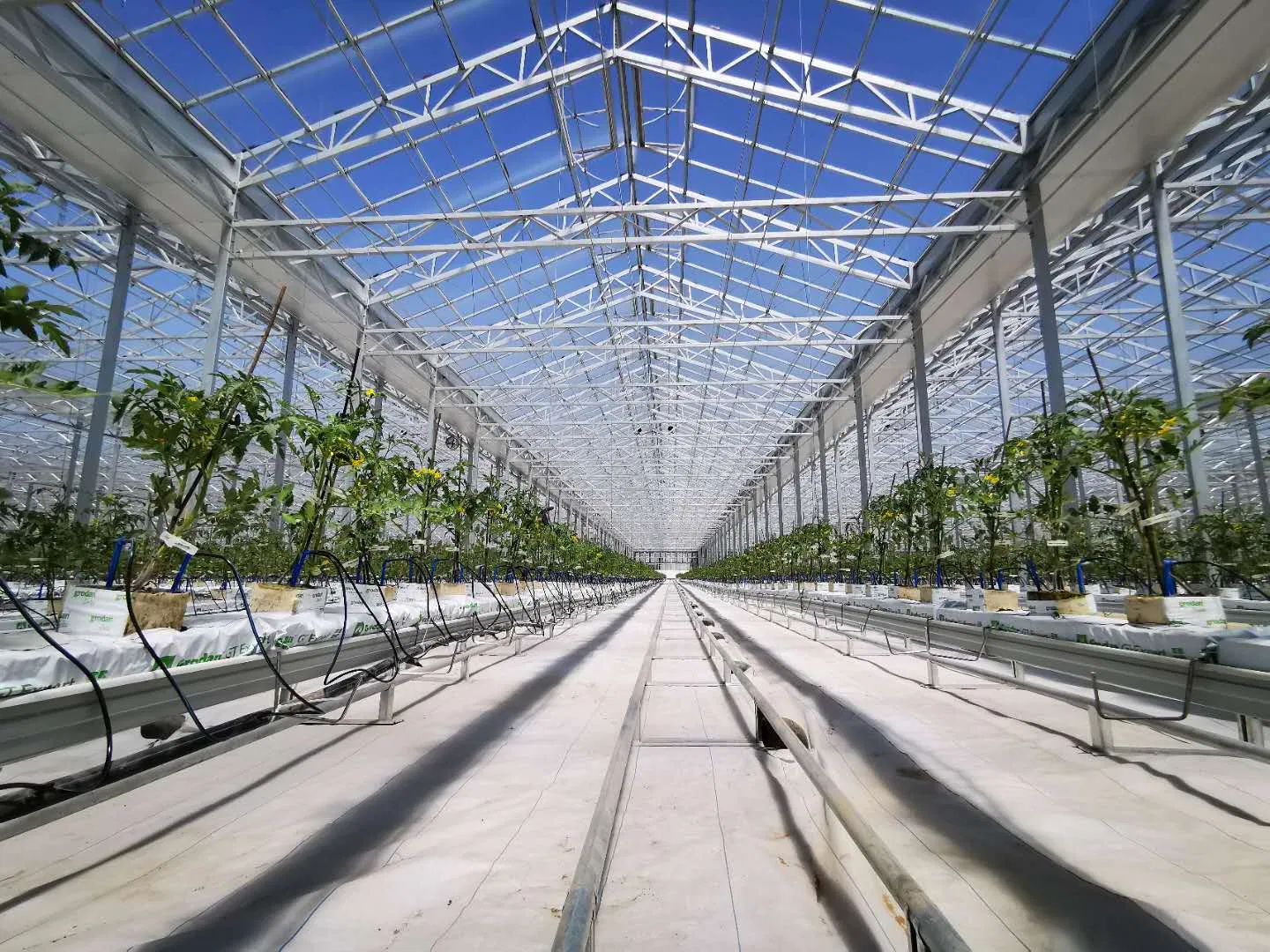 Greenhouse with Salad Growing Hydroponics System
