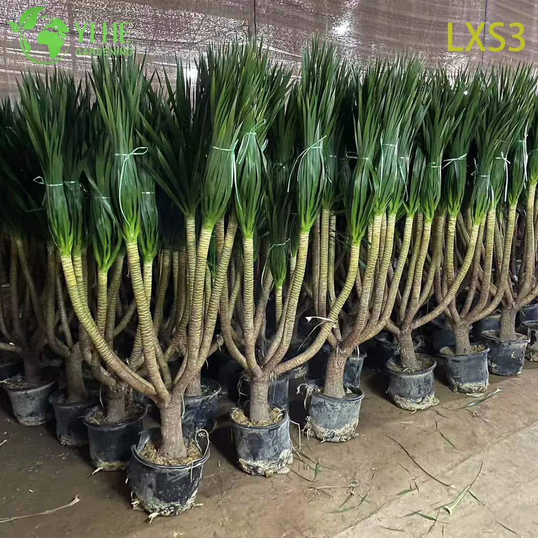 Multi-Stem Dracaena Draco 1