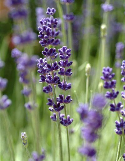 Naturix Wholesale Blue Purple Color English Lavender Flower Seeds for Planting