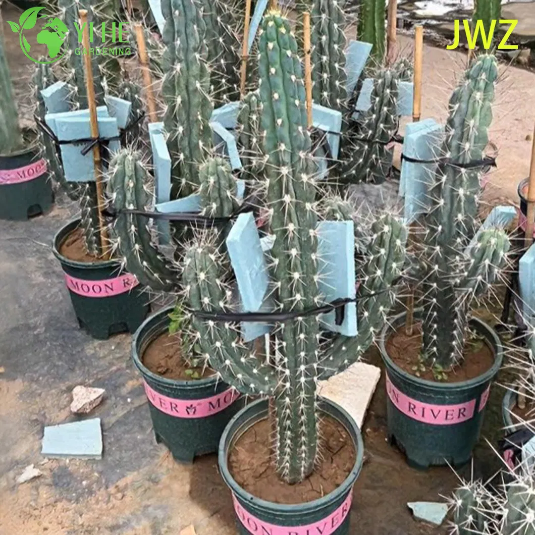 Mexican Fence Post Cactus 6