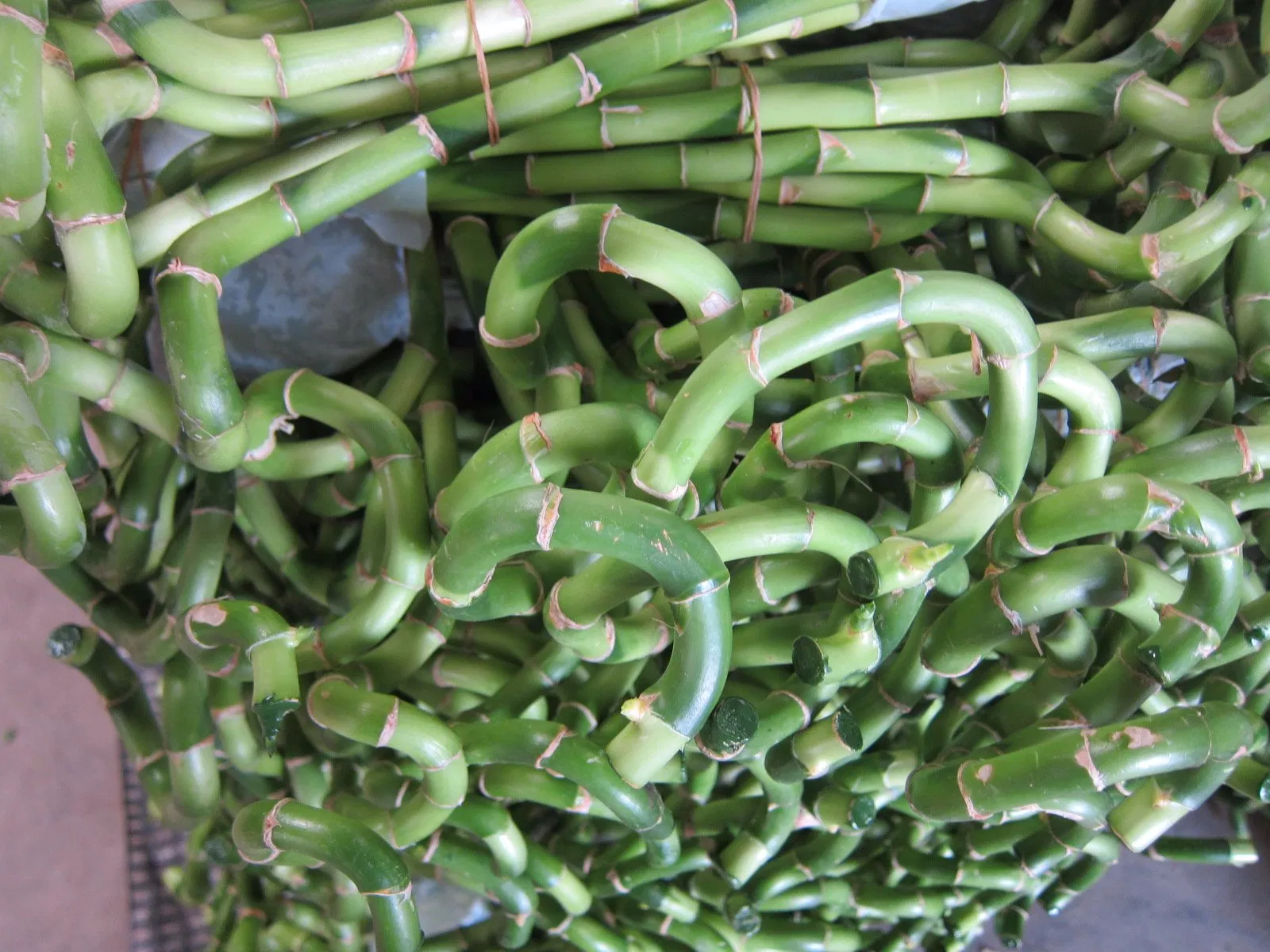 Dracaena Sanderiana Flower, Bonsai &amp; Decorative Plant Spiral Lucky Bamboo