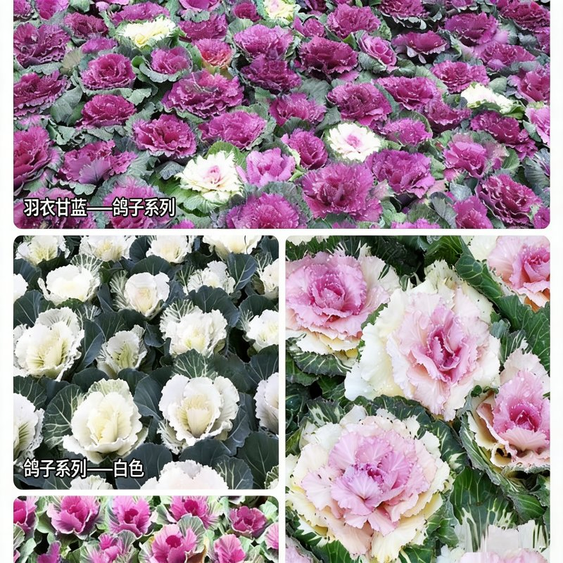 Kale Seeds Brassica Oleracea Var. Acephala Seeds Flower Seeds Ornamental Edibles