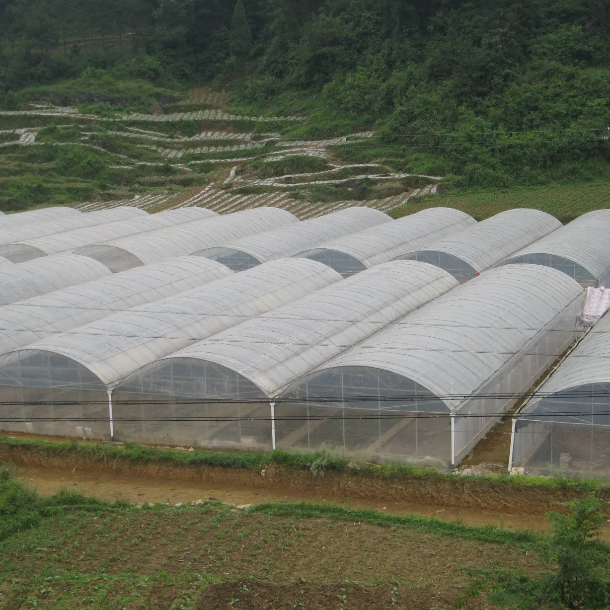 Multi-Span Plastic Greenhouse for Medicinal Herbs/Specialty Vegetables/Exotic Plants/Research &amp; Breeding