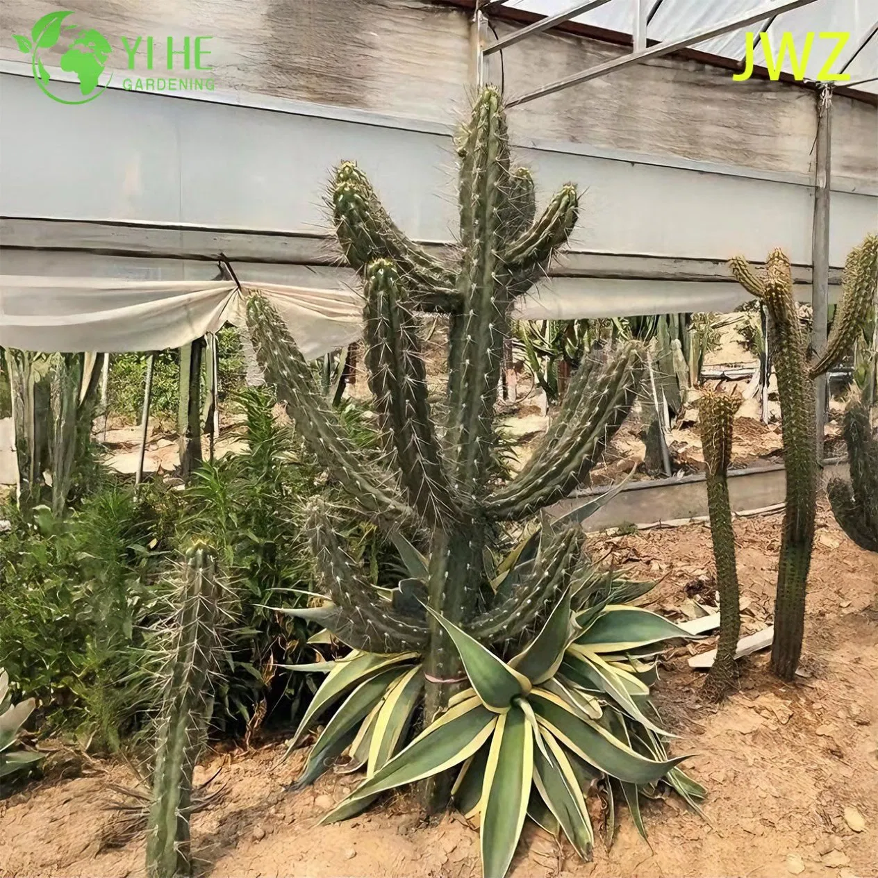 Live Mexican Fence Post Cactus a Tall Columnar Ribbed Succulent