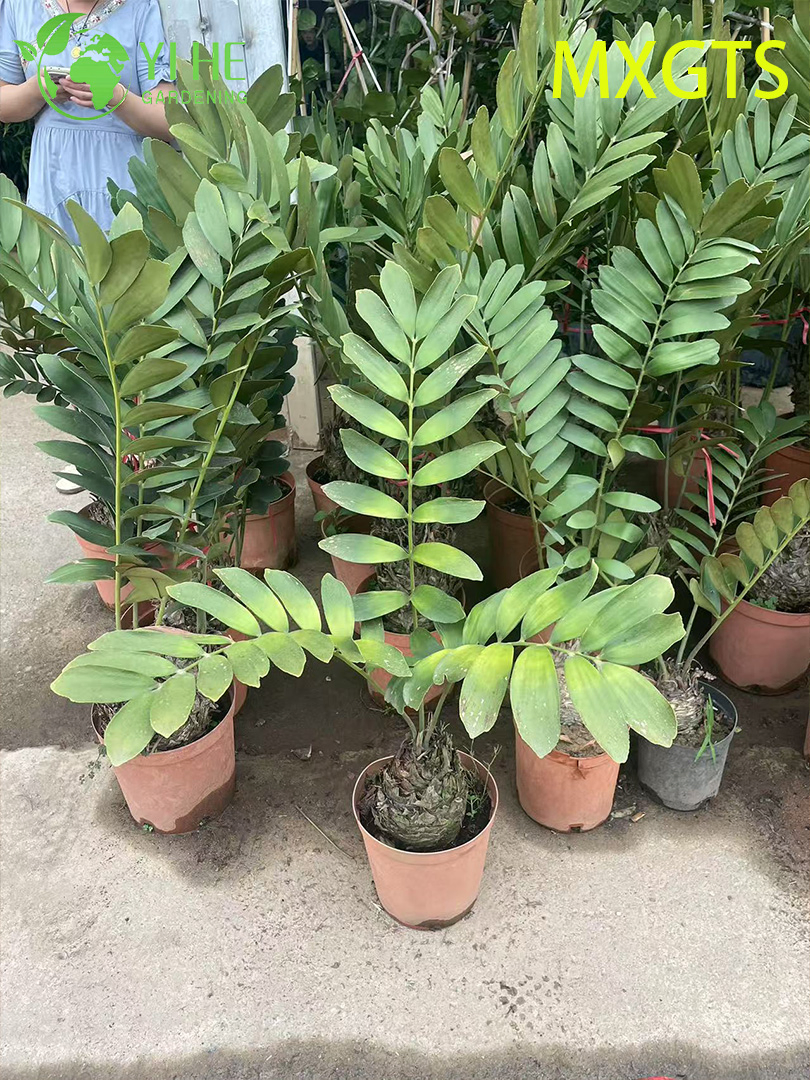 Hardy Zamia Furfuracea Bonsai for Garden Decor