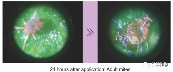 COOSA Natural Amino Foliar Spray: Water Soluble Nutrition + Beneficial Bacteria for Spider Mites Management
