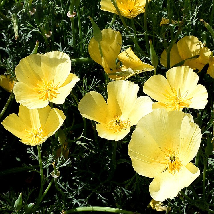 Naturix Wholesale Yellow Color California Poppy Flower Seeds for Planting