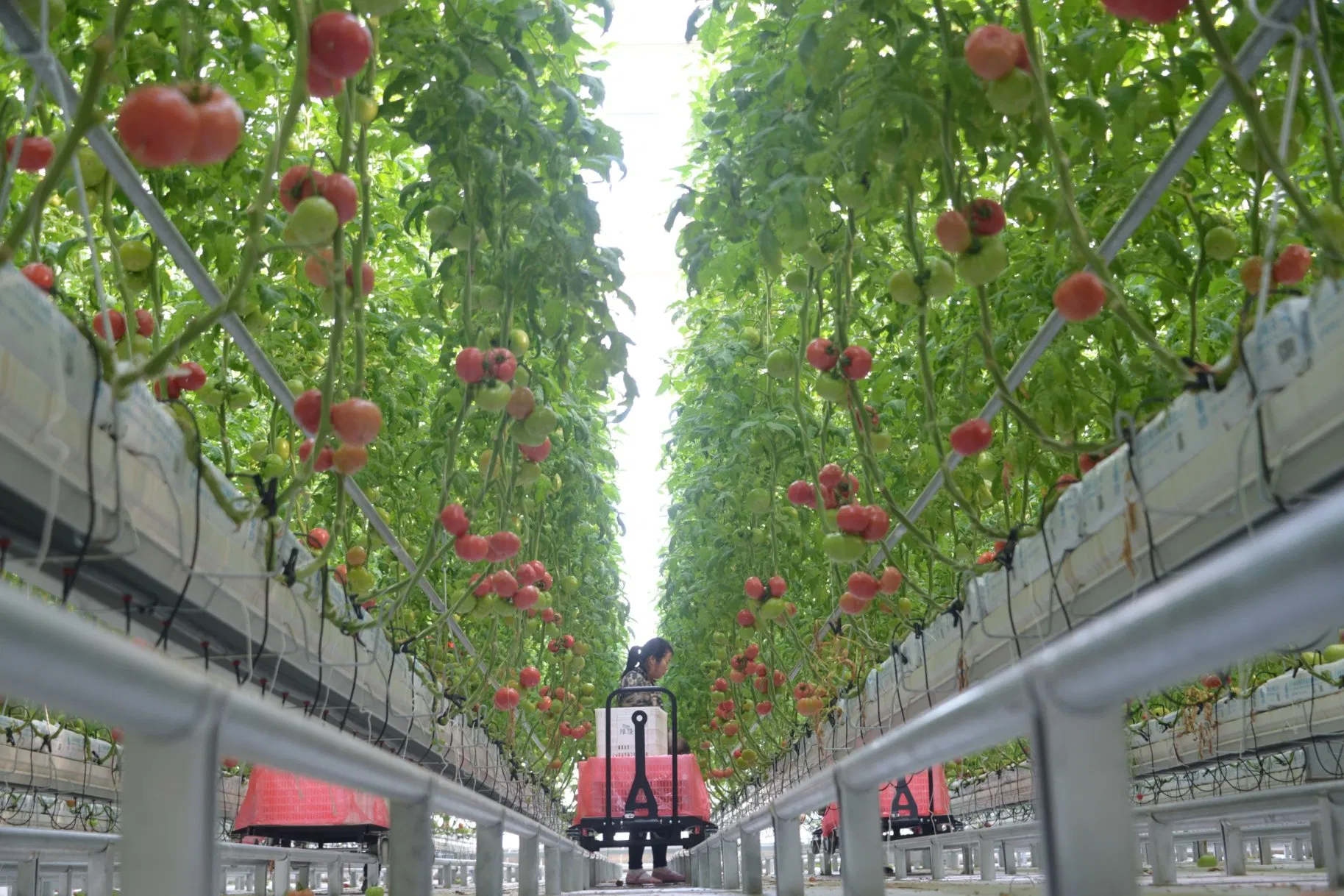 Intelligent Greenhouses with Hydroponics Planting System for Planting