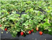 Long-Lasting Anti-Grass Mulching Film, Resistant to Sun and Rain Tobacco/Chinese Medicinal Herb Cultivation.