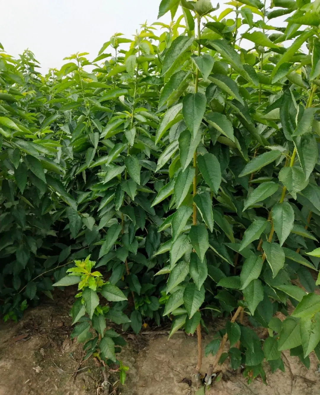 Prunus Pseudocerasus Seedling Cherry Fruit Wholesale Nursery Fruit Seedling