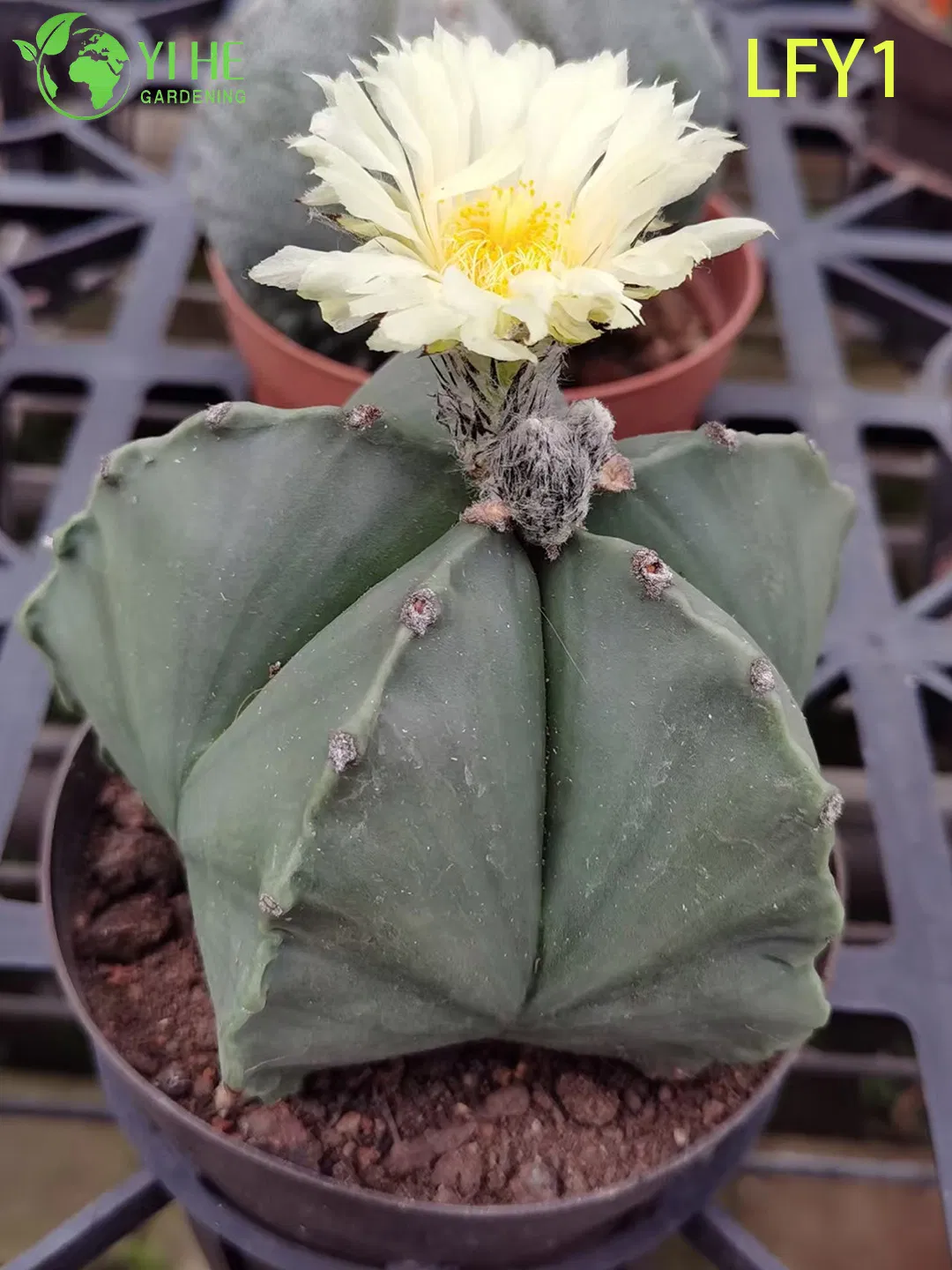 Wholesale Live Variegated Astrophytum Cactus for Collector's Succulent Nursery Bonsai