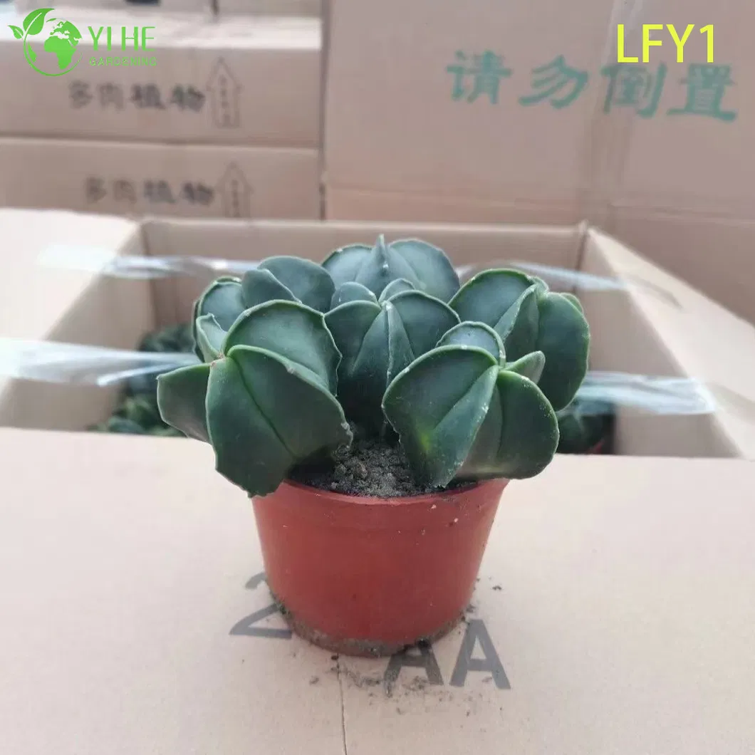 Astrophytum Cactus View 6