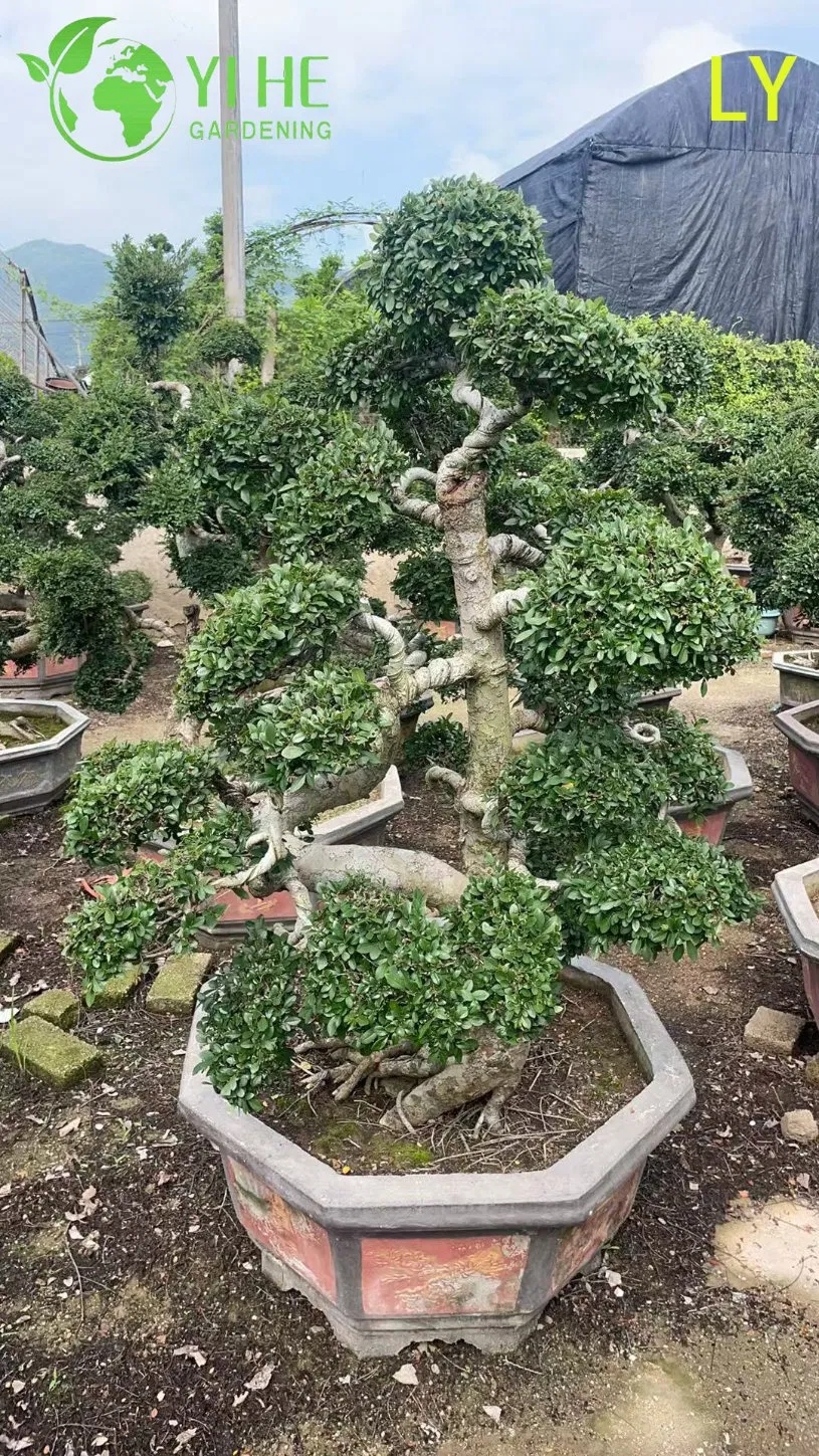 Ornamental Mature Elm Bonsai - Ulmus Parvifolia for Garden Decoration