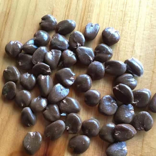 Wholesale Nursery Kadsura Coccinea Lem a C Smith Seedlings Live Plants