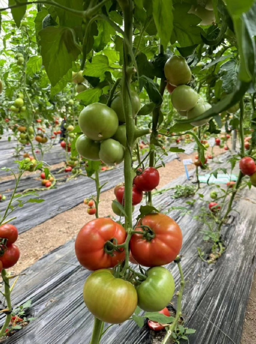 Delicious Red Tomato Live Leeds Green Plants