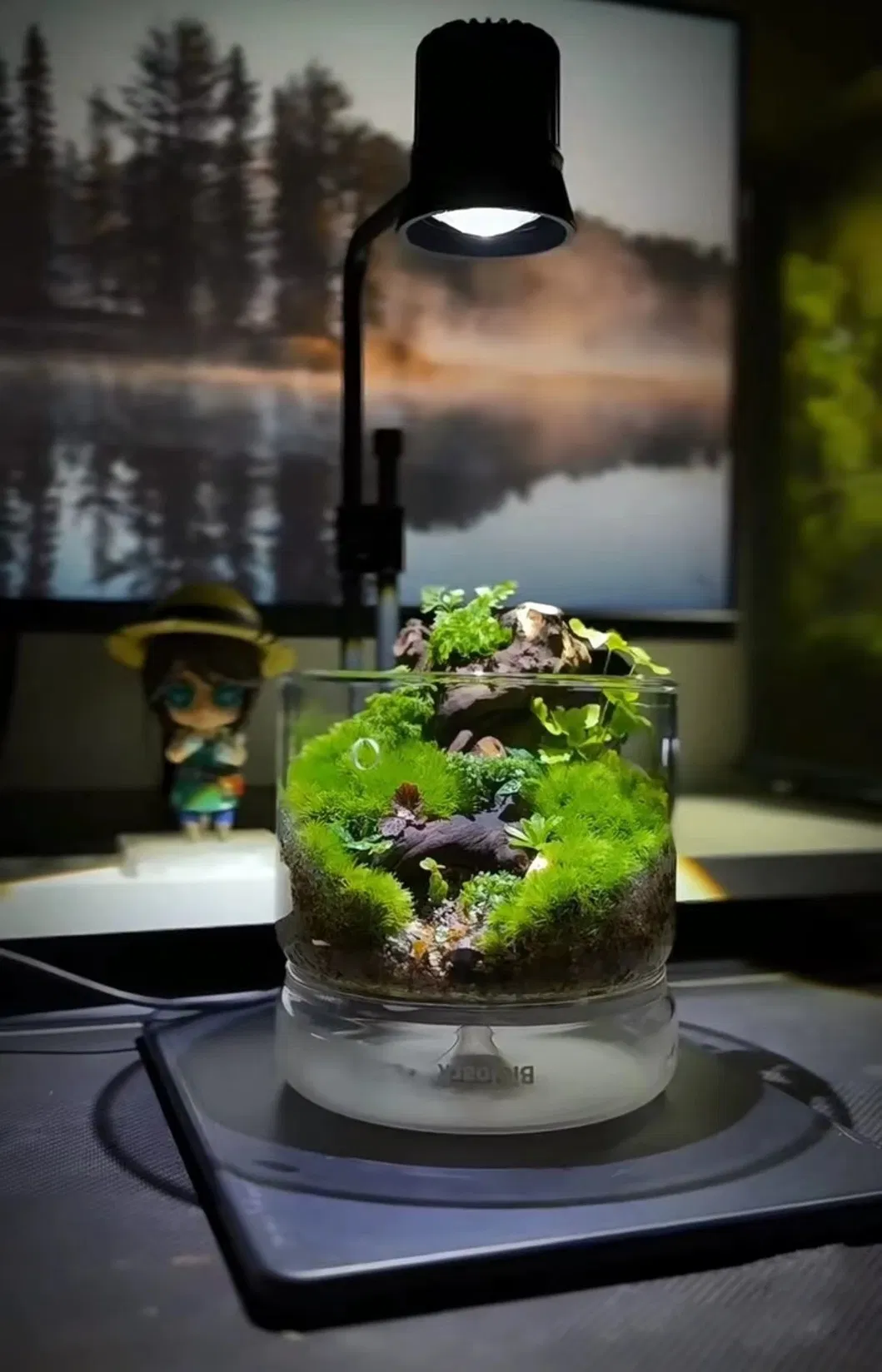Glass Terrarium 11