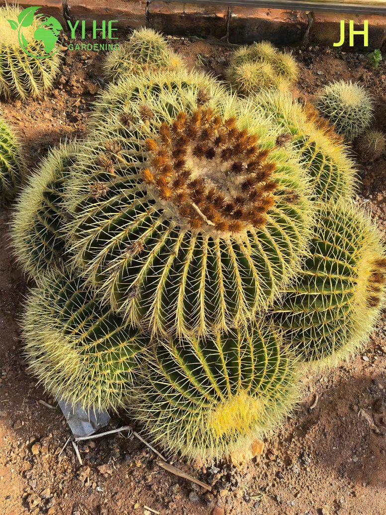 Live Golden Barrel Cactus a Large Round Spiny Yellow Succulent Bonsai
