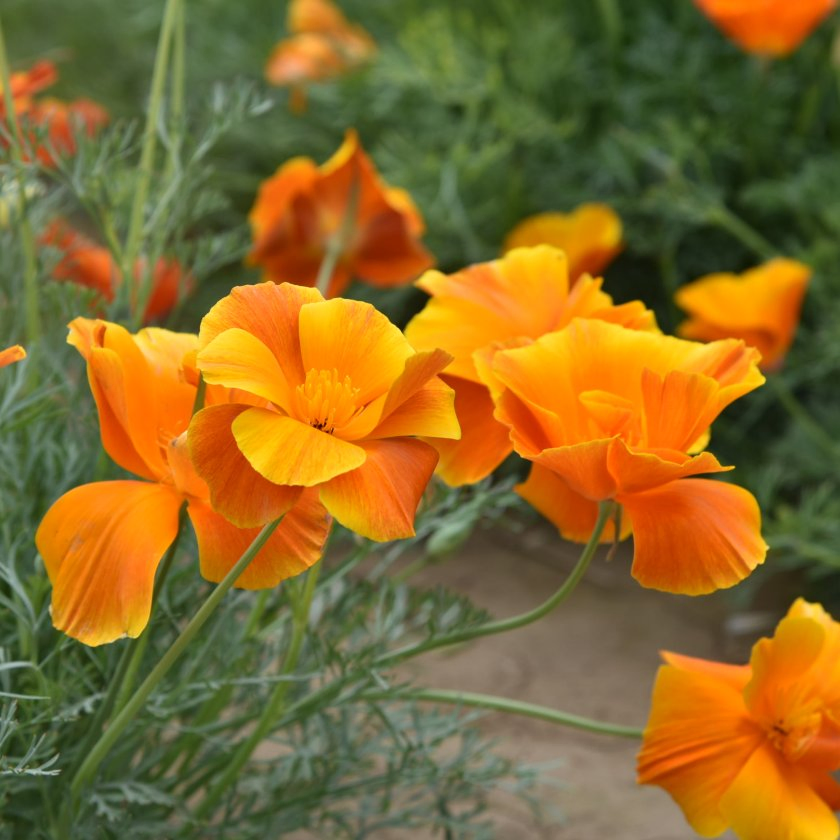 Naturix Wholesale Double Mix Color California Poppy Flower Seeds
