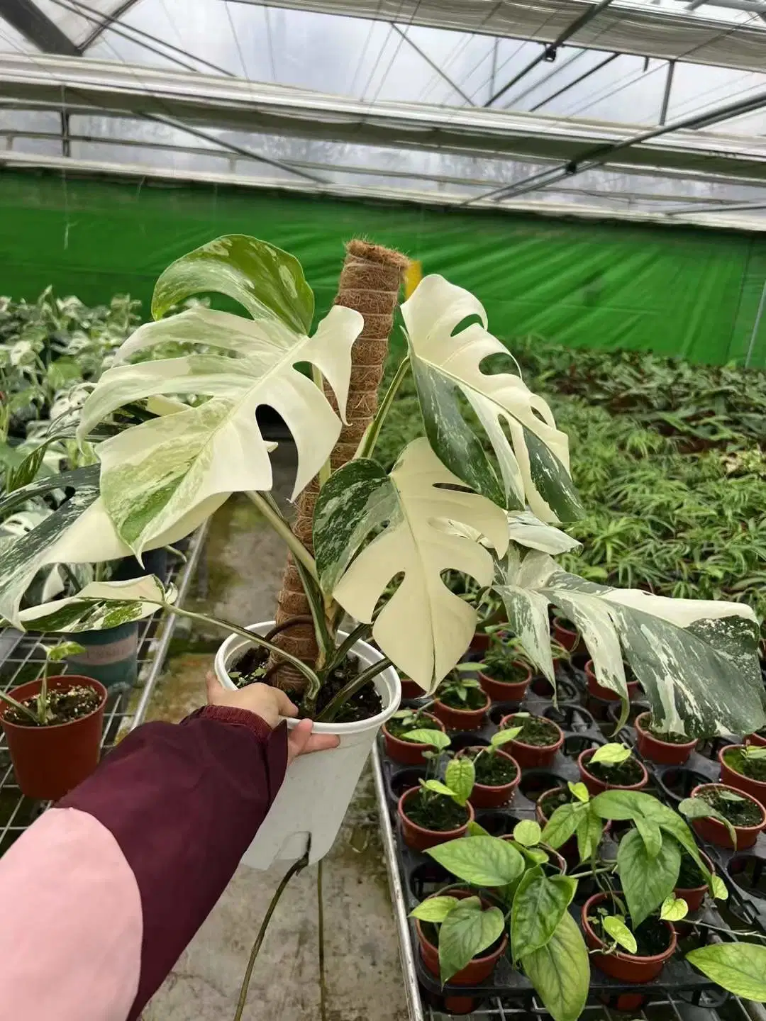 Rare Plants Monstera Albo White Variegated Half Moon Monstera Deliciosa Variegata