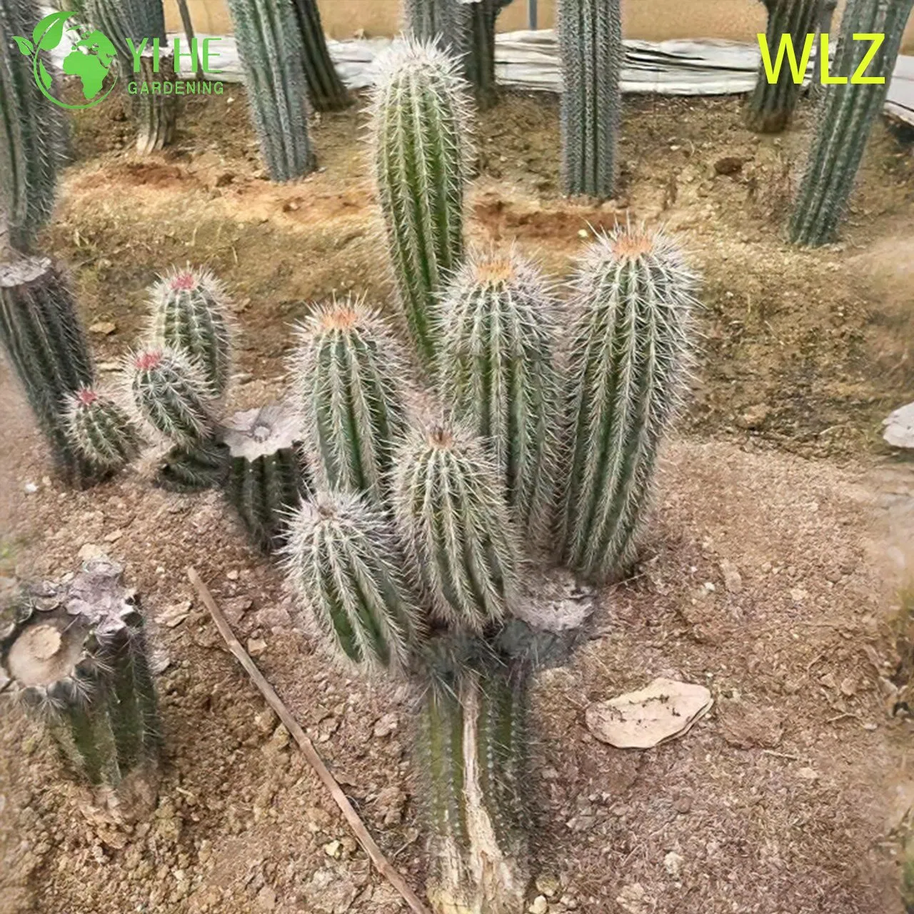 Live Torch Cactus Drought-Tolerant a Tall Columnar Silver-Blue Succulent