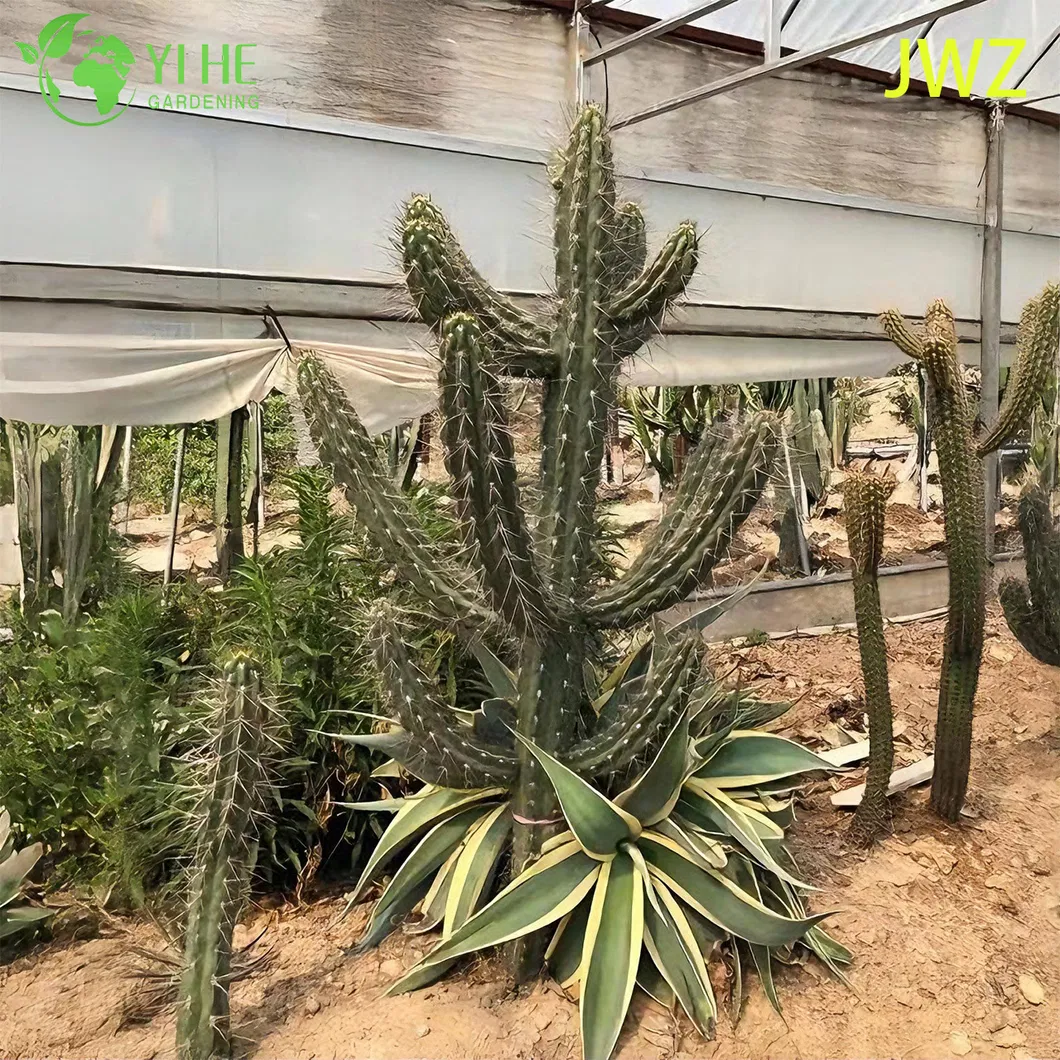 Mexican Fence Post Cactus 1