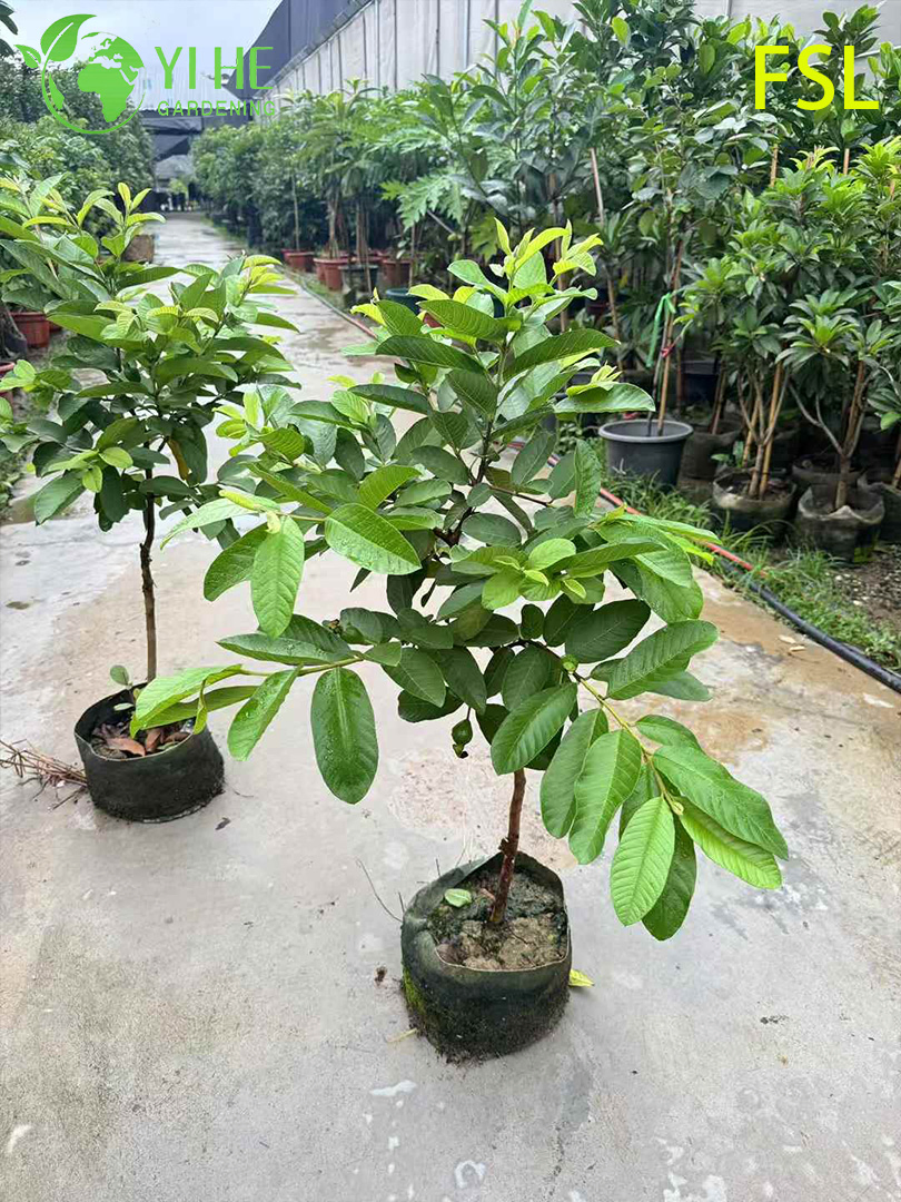 Fresh Tropical Psidium Guajava Live Fruit Trees for Export