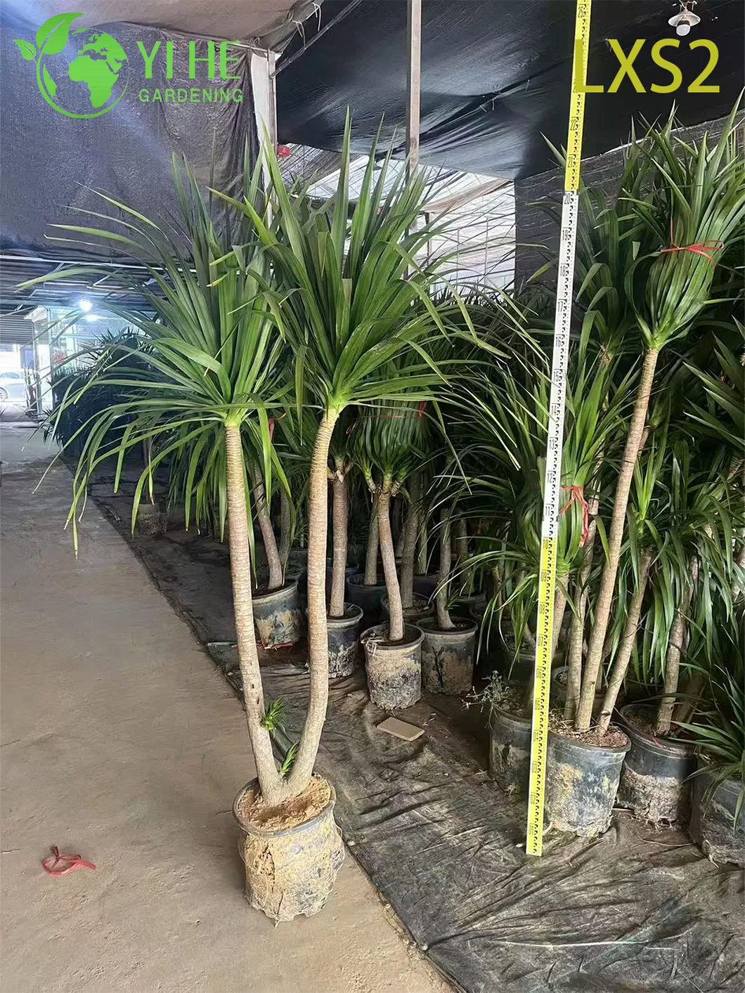 Multi-Stem Dracaena Draco 2