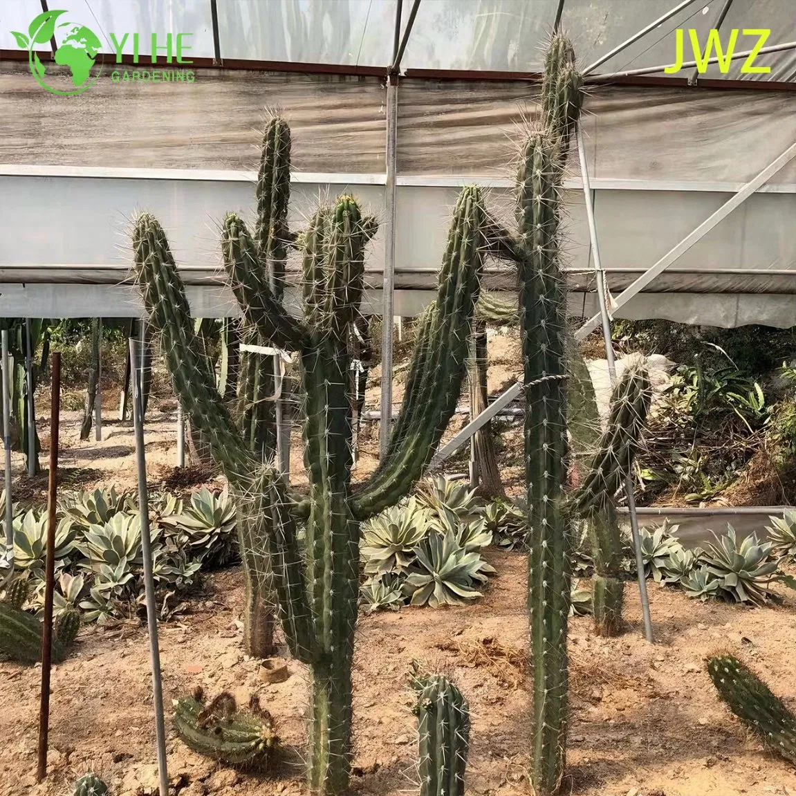 Live Mexican Fence Post Cactus a Tall Columnar Ribbed Succulent