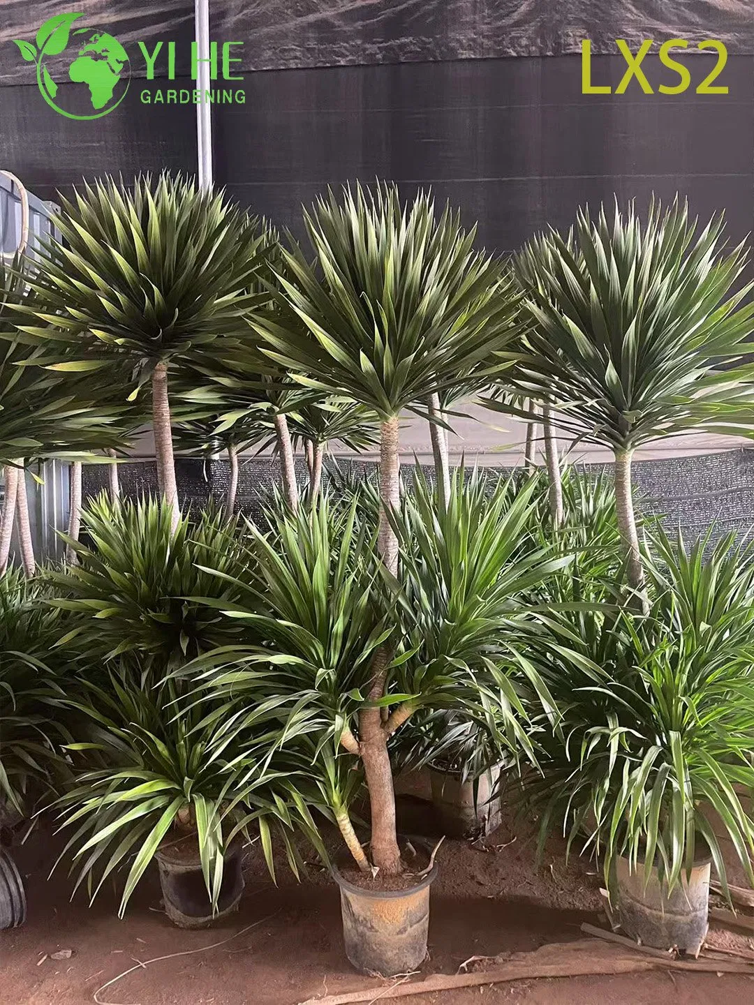 Wholesale Multi-Stem Dracaena Draco Plants for Indoor &amp; Outdoor Decor Bonsai