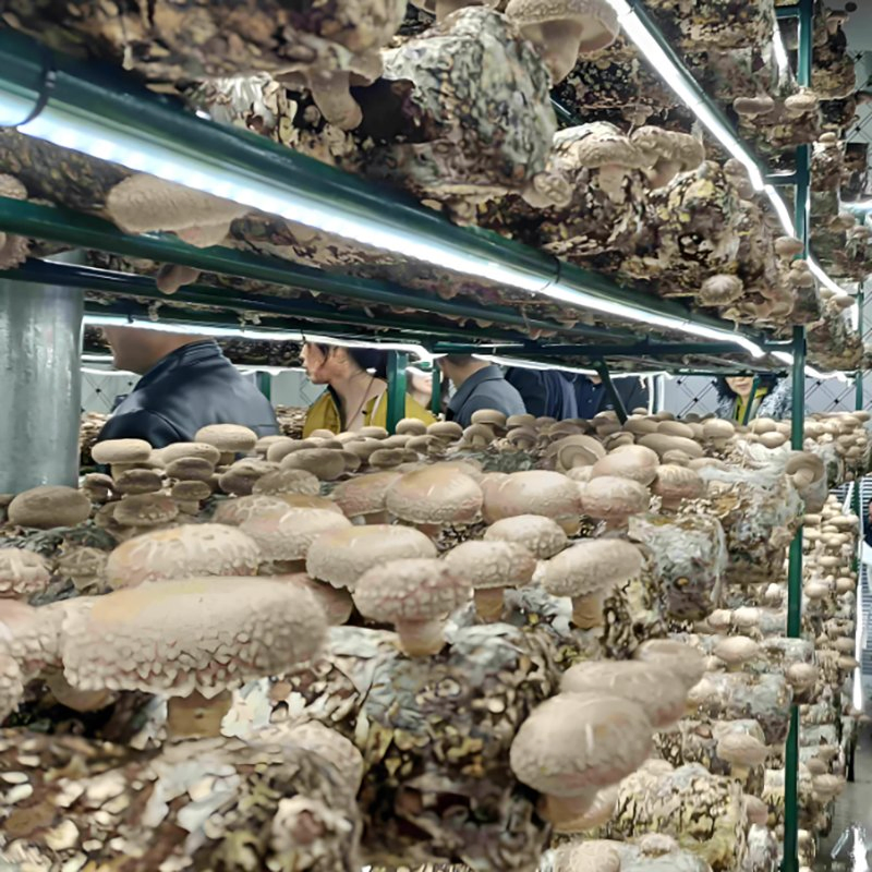 Original Manufacturer Low Cost Smart Growing Hydroponic Container Farm Agricultural Greenhouse Smart Farm Vegetable Container Greenhouse